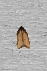 Dichomeris heriguronis