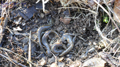 Hynobius quelpaertensis