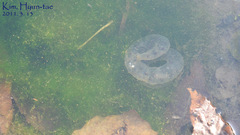 Hynobius quelpaertensis