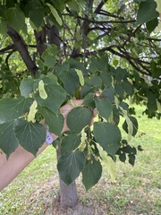 Tilia americana