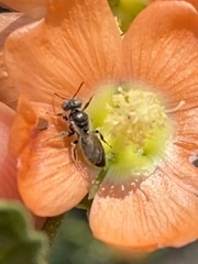Macroteropsis