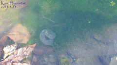 Hynobius quelpaertensis