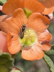 Macroteropsis