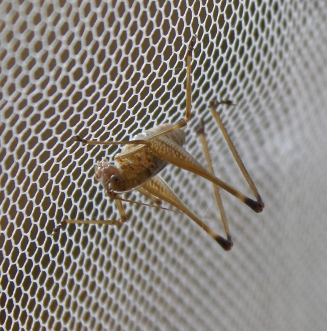 Aprosphylus