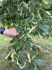 Tilia americana