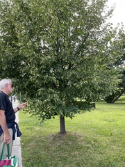 Tilia americana
