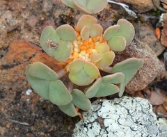 Oxalis convexula