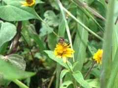 Augochloropsis ignita