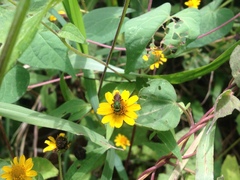 Augochloropsis ignita