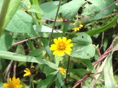 Augochloropsis ignita