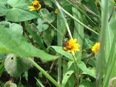 Augochloropsis ignita