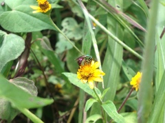 Augochloropsis ignita