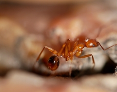 Aphaenogaster smithi