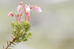 Phyllodoce × intermedia