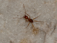 Aphaenogaster smithi