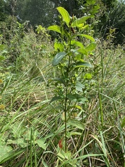Hypericum sphaerocarpum