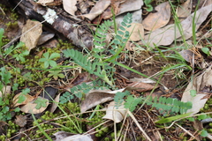 Astragalus tennesseensis