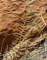 Cheilanthes hirta hirta