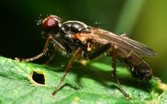 Cordilura pubera
