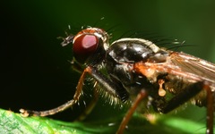 Cordilura pubera