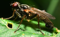 Cordilura pubera