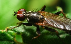 Cordilura pubera
