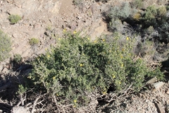 Roepera lichtensteiniana