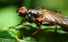 Cordilura pubera