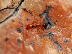Aphaenogaster smithi