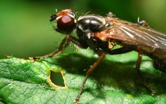 Cordilura pubera