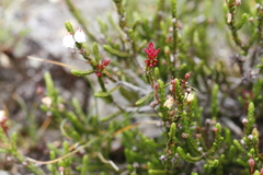 Exobasidium cassiopes
