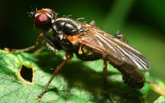 Cordilura pubera
