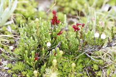 Exobasidium cassiopes