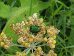 Leucocelis haemorrhoidalis