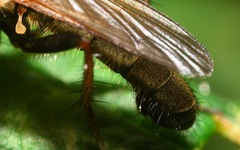 Cordilura pubera