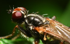 Cordilura pubera