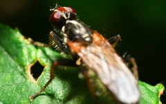 Cordilura pubera