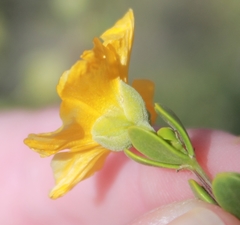 Roepera lichtensteiniana