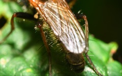Cordilura pubera