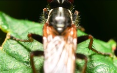 Cordilura pubera