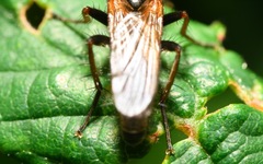 Cordilura pubera