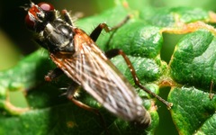 Cordilura pubera