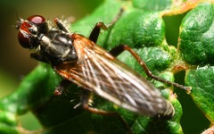 Cordilura pubera