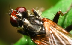 Cordilura pubera