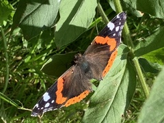 Vanessa atalanta