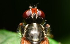 Cordilura pubera