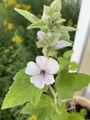 Althaea