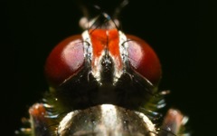 Cordilura pubera