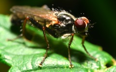 Cordilura pubera