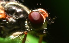 Cordilura pubera